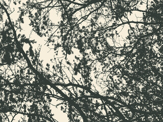 Pine tree and branches silhouette. detailed vector illustration