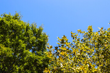葉っぱ 秋 黄色 枯れ葉 青空