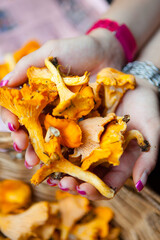 Female hands holding lots of raw chanterelle mushrooms. Close-up. Selective focus on subject.