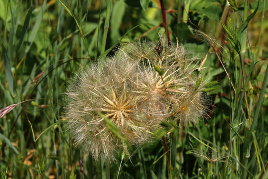 Wiesenpflanze Wiesen-Bocksbart, Tragop&ouml;gon pratensis