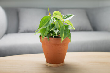 Philodendron cream splash in clay pot on wooden table in living room. Air Purifying Plants for indoor.