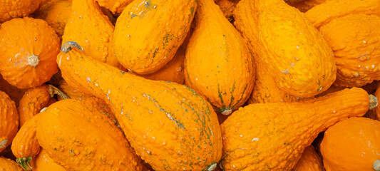 Autumn vegetables food thanksgiving background banner - Top view lots of colorful yellow crookneck pumpkin squash ( cucurbita pepo ), pumpkins	
