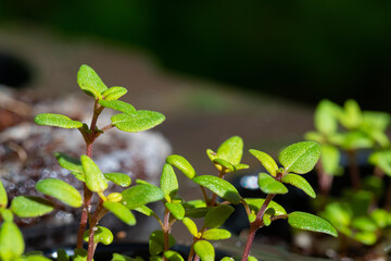 baby herb seedlings in a vegetable garden nursery