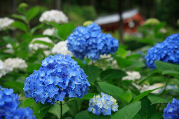三室戸寺のあじさい