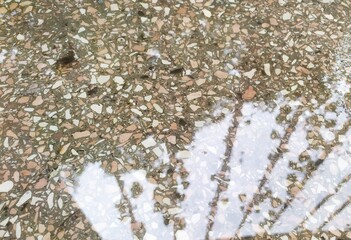 ants on the ground