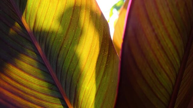 The Warm Autumn Sun Shines Through the Golden Leaves