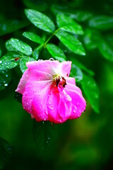 Bokeh Effect Pink Rose with Green background  waterdrops on it