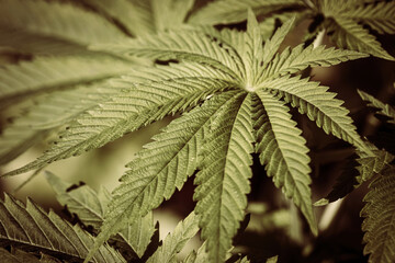 Close up of a Cannabis Medical Marijuana plant leaf