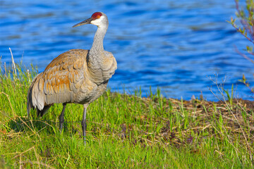 Sandhill Crane on a Grassy Shore, Sleeping Bear Dunes National Lakeshore, Michigan, USA