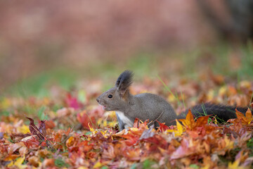 落ち葉のじゅうたん