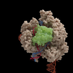 Illustration of a CRISPR-Cas9 DNA cleavage complex based on actual Cryo-Electronmicroscopy data. 