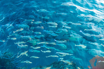Shoal of fish in blue water of Indian ocean on Maldive islands shot from below