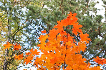 Bright red-orange maple leaves on the background of a pine forest. Colorful autumn background. Indian summer.