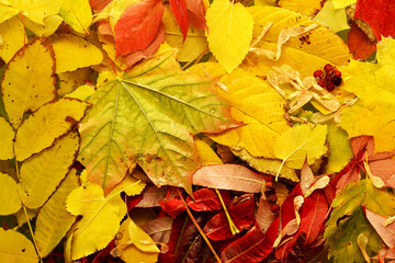 Wet autumn leaves in water, autumn background.