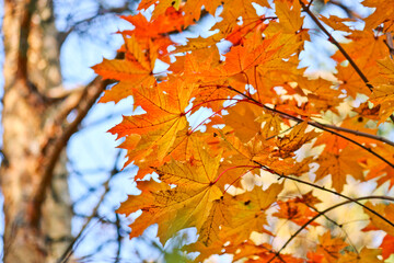Bright red-orange maple leaves on the background of a pine forest. Colorful autumn background. Indian summer.