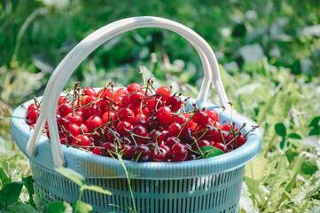 Cherries. Fresh sweet cherries. Delicious cherries. Red sweet cherries in a large basket
