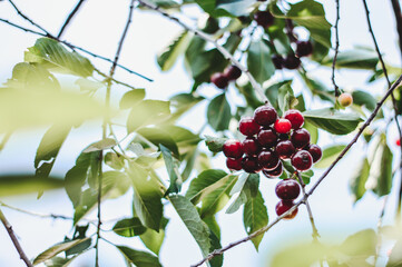 Glossy ripe cherry berries, selective focus