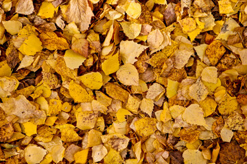 Autumn textured background - fallen yellow birch leaves. Indian summer.