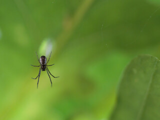 Close up of view of a spider against a green blurred background