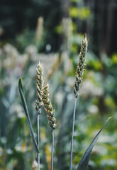 Close up of barley ear with green field on the background