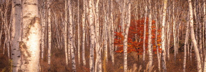 長野県 白樺群生地 紅葉