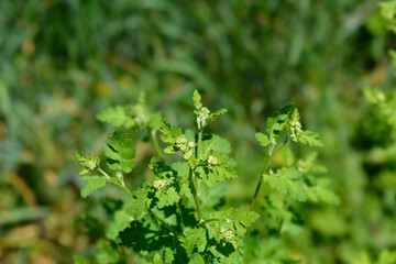 Golden Feverfew