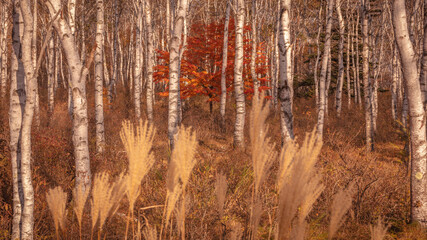Fototapeta premium 長野県 白樺群生地 紅葉