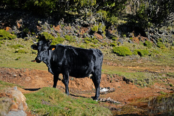 Fototapeta premium cow in the mountains