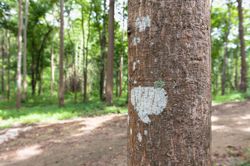 Fototapeta premium Forest/Trees in Forest Row , as well as regulations