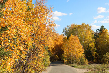 Indian summer - an asphalt path in a city park among trees with bright yellow and orange foliage. Autumn background.
