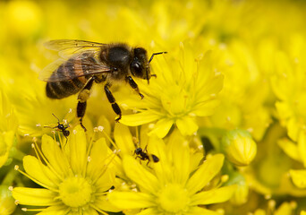 European honey bee (Apis mellifera) gathering pollen, Honey Bee harvesting pollen from yellow Blossom, honeybee, honey bee. Malta flora. malta nature. Malta insects