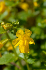 Fototapeta premium Monkey flower