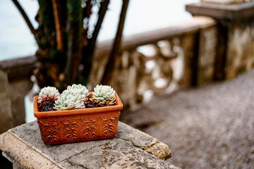 Clay brown flowerpot with blooming Echeveria succulents.