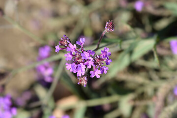 Slender vervain