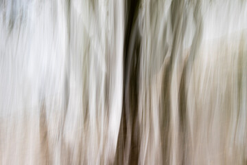 Obraz premium Abstract wood trees background. Camera low shutter punning shot