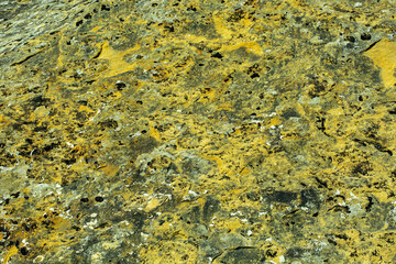 Texture of a yellow lichen on a stone or an old concrete wall.