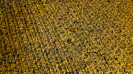 Aerial view of umbrian landscape near perugia, beautiful bird's eye view of classic italin landscape