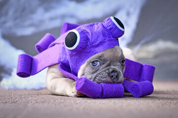 Adorable French Bulldog puppy wearing purple Halloween octopus dog costume with funny eyes and...