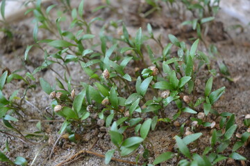 coriander leaves