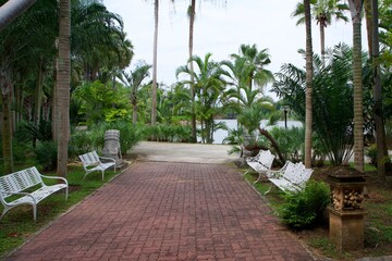 tropical garden with palms