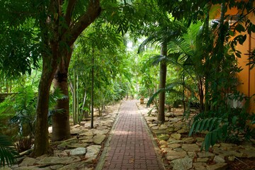 path in the forest