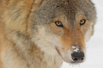 Wolf. Wild animal on snow in winter forest. Canis lupus