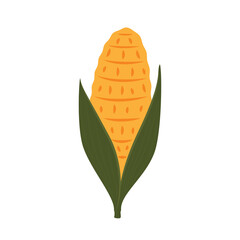 Corn vector. Corn on white background.  corn cartoon vector.