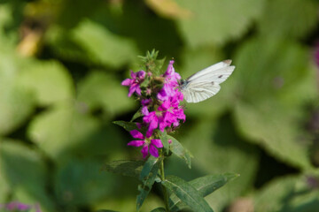 Shulgan-Tash (Kapova) Nature Reserve