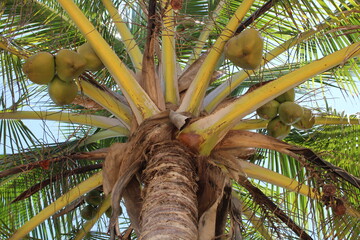 palm tree coconut brazilian beach paradise 
