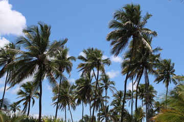 Obraz na płótnie Canvas palm tree coconut brazilian beach paradise 