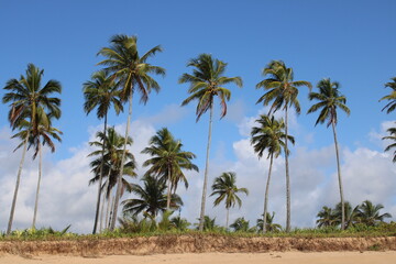 Fototapeta na wymiar palm tree coconut brazilian beach paradise 