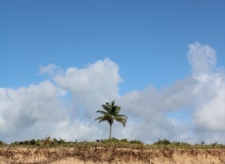 Fototapeta premium palm tree coconut brazilian beach paradise 