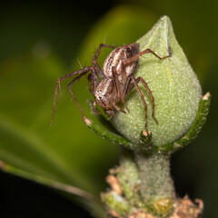 Brown Spider in the garden 