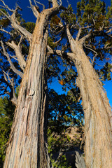 Fototapeta premium Pine tree on the South Rim of the Grand Canyon.